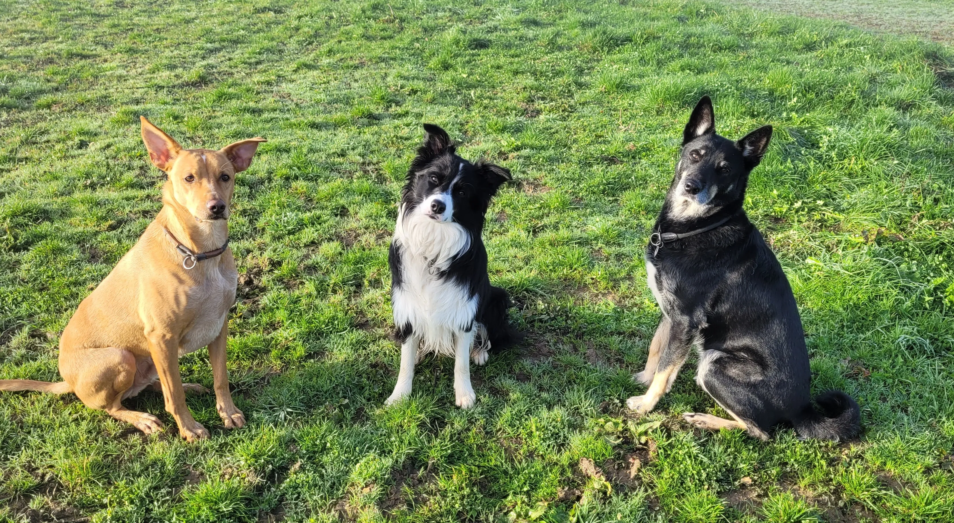 Tommi, Buddy und Murphy